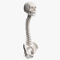 Bone Skull and Cervical Spine Fixation Colored