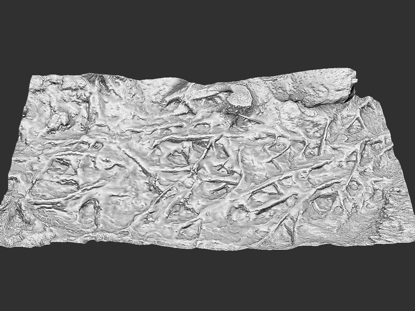 Forest Roots Ground Hd 3D - TurboSquid 1262888