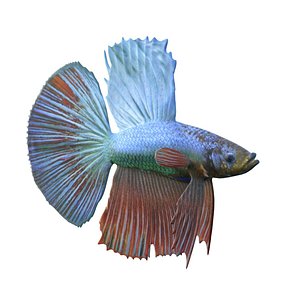 3D Betta Fish 7