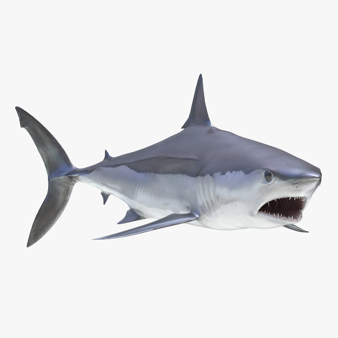 Shortfin Mako Shark Rigged for Cinema 4D 3D model preview