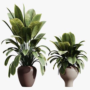 3D model Av House Plants Ficus Elastica Robusta Abidjan
