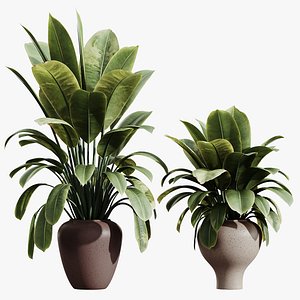 Av House Plants Ficus Elastica Robusta Abidjan