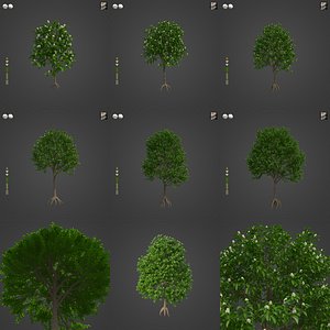 2021 PBR Sea Apple Collection - Syzygium Grande