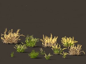 3D Avena sativa - Oat