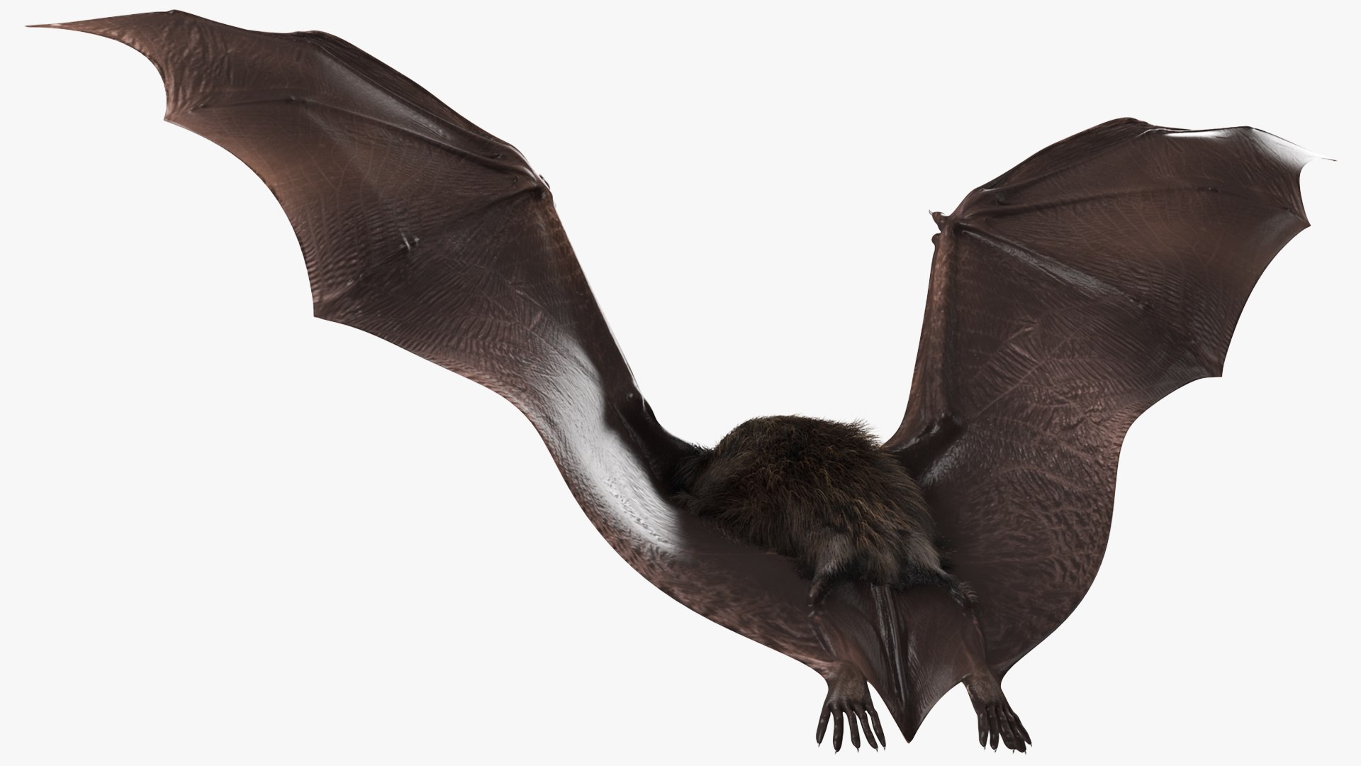 3D Flying Black Bat Fur - TurboSquid 1856506