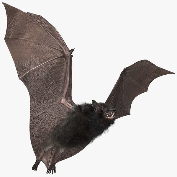 3D Flying Black Bat Fur - TurboSquid 1856506