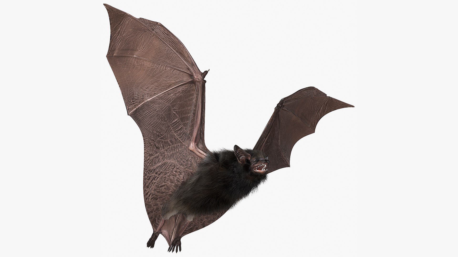 Flying Black Bat Fur 3D model preview