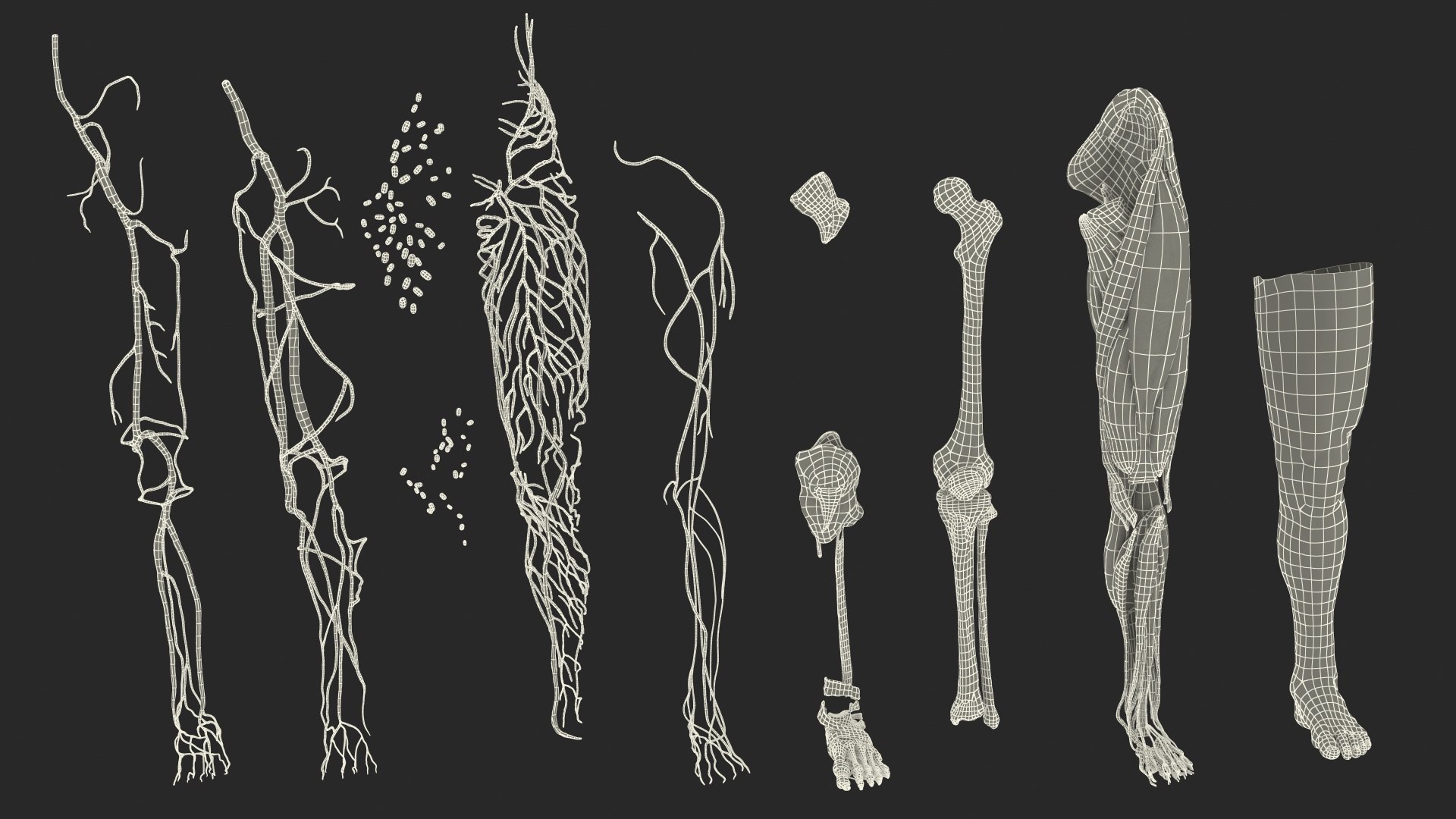male leg anatomy skin human 3D model https://p.turbosquid.com/ts-thumb/xN/3QVNI7/20sul5wO/malelegfullanatomyandskinmb3dmodel041/jpg/1572432968/1920x1080/fit_q87/cdc0974fd74e3ca772749dadc46d12234efc7403/malelegfullanatomyandskinmb3dmodel041.jpg