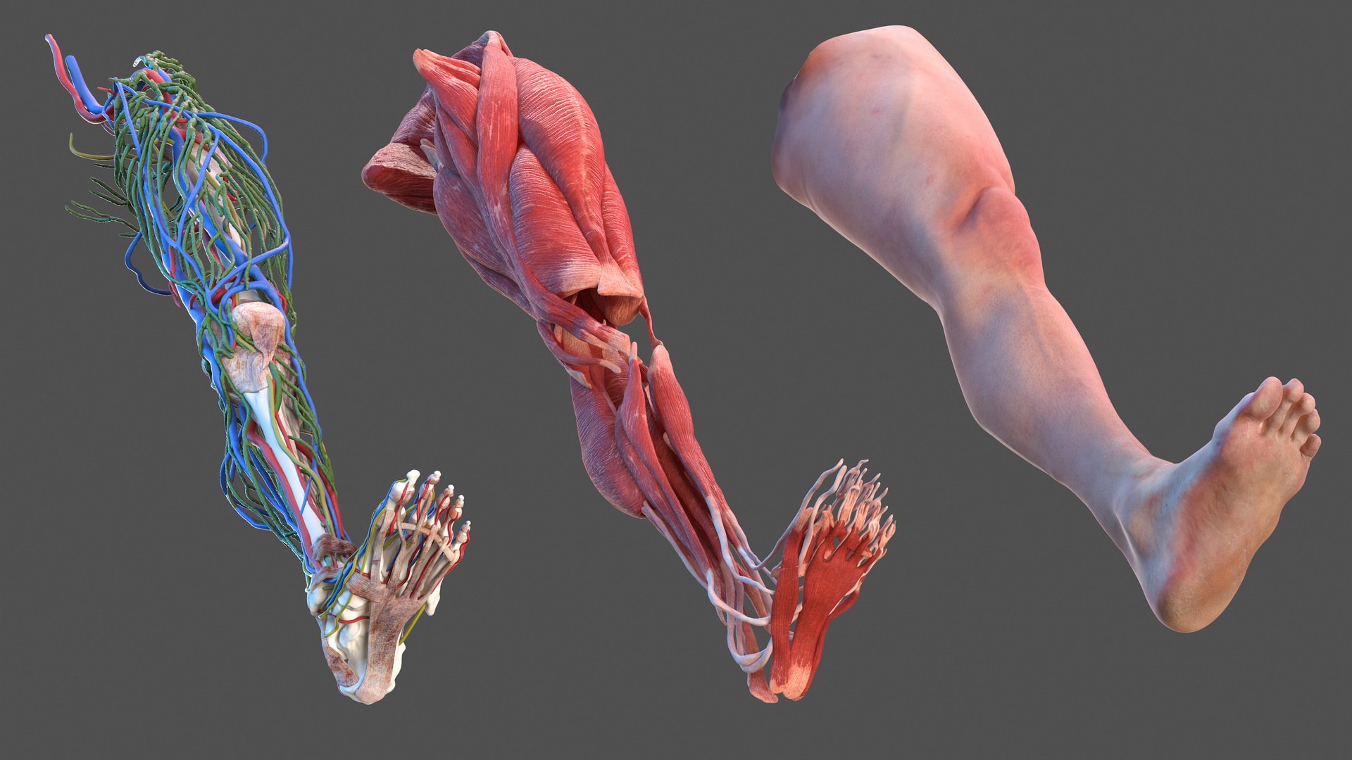male leg anatomy skin human 3D model https://p.turbosquid.com/ts-thumb/xN/3QVNI7/26YFqoq4/malelegfullanatomyandskinmb3dmodel003/jpg/1572432794/1920x1080/fit_q87/8b8a859c75a5c70bdb08c0377b572a6b84995872/malelegfullanatomyandskinmb3dmodel003.jpg
