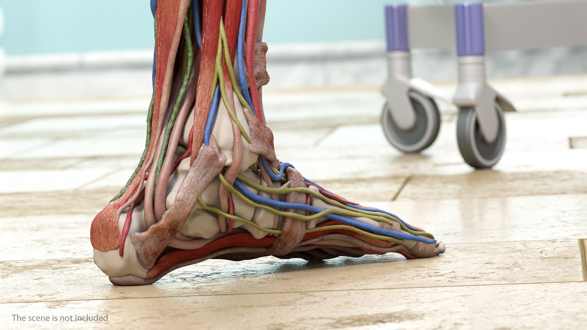 male leg anatomy skin human 3D model https://p.turbosquid.com/ts-thumb/xN/3QVNI7/2OdVtVyG/malelegfullanatomyandskinmb3dmodel005/jpg/1572432803/1920x1080/fit_q87/98bd66c724ddb59c19b6f8cacb4220ed54d7cee0/malelegfullanatomyandskinmb3dmodel005.jpg