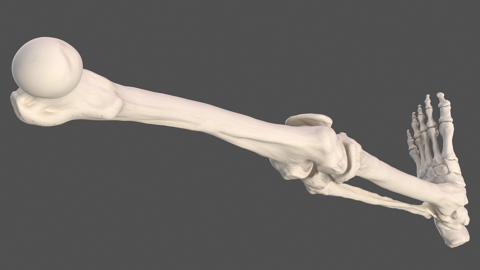 male leg anatomy skin human 3D model https://p.turbosquid.com/ts-thumb/xN/3QVNI7/3fxV4o4T/malelegfullanatomyandskinmb3dmodel025/jpg/1572432893/1920x1080/fit_q87/47760191e428e36820d59a389888a5b4895fb1f2/malelegfullanatomyandskinmb3dmodel025.jpg