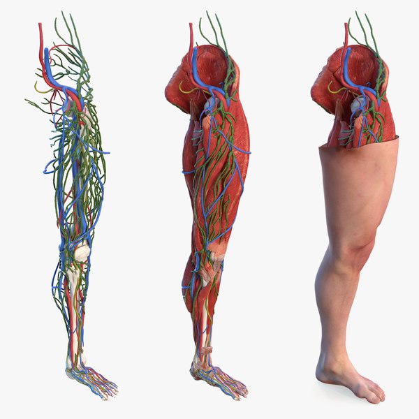 human leg anatomy combo 3d model