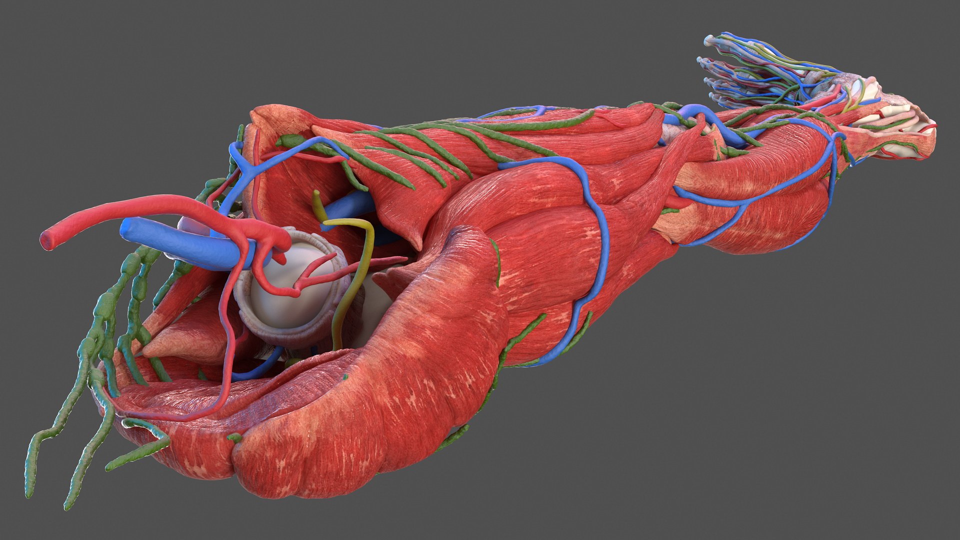 male leg anatomy skin human 3D model https://p.turbosquid.com/ts-thumb/xN/3QVNI7/6WrpZ0OE/malelegfullanatomyandskinmb3dmodel018/jpg/1572432862/1920x1080/fit_q87/9d91a51e906911f923ceaeb6cfa2f9ec3e884d19/malelegfullanatomyandskinmb3dmodel018.jpg