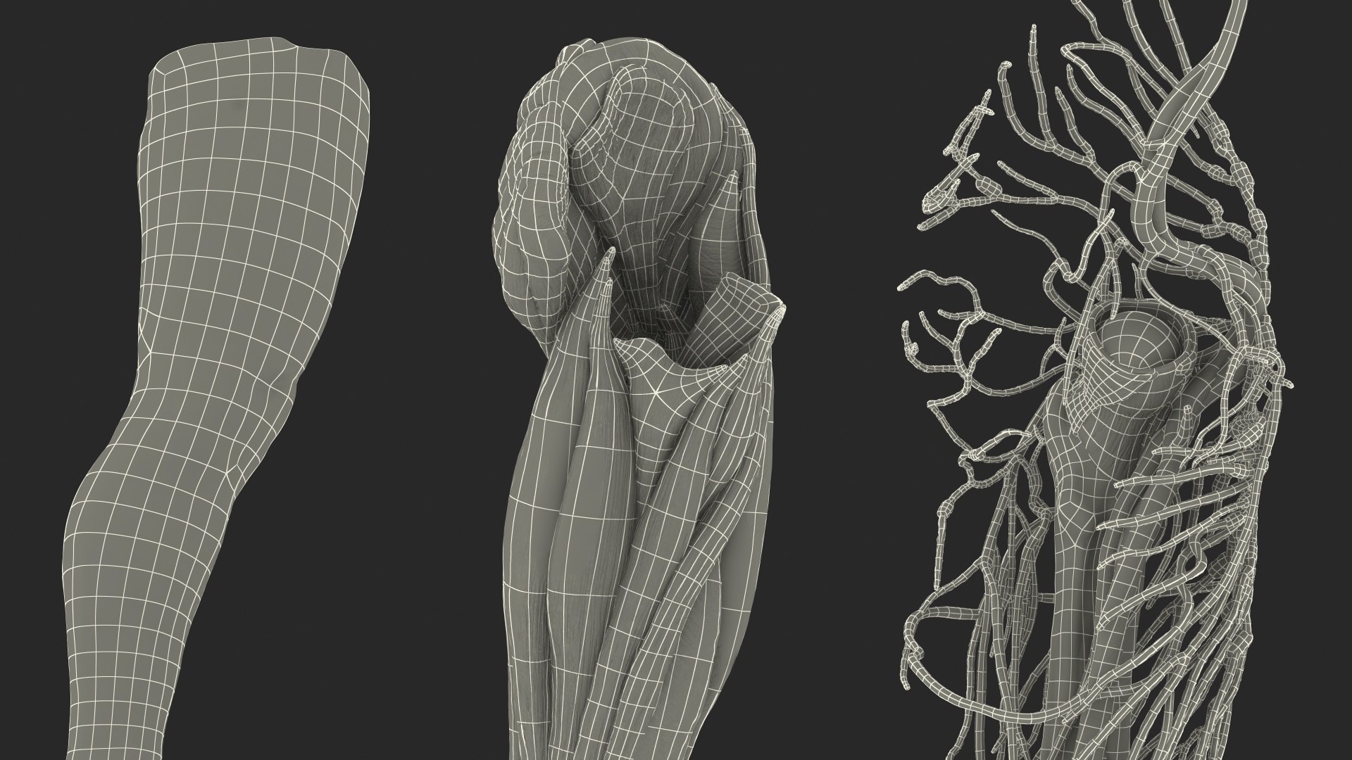male leg anatomy skin human 3D model https://p.turbosquid.com/ts-thumb/xN/3QVNI7/BfVxOzkA/malelegfullanatomyandskinmb3dmodel040/jpg/1572432963/1920x1080/fit_q87/6a8045d65c4b53f7c780aff470466129c05f085d/malelegfullanatomyandskinmb3dmodel040.jpg