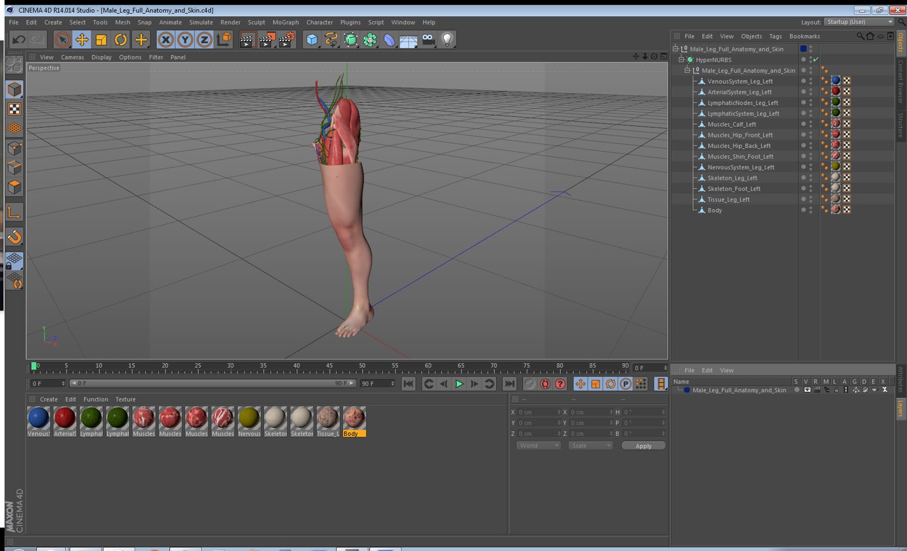 male leg anatomy skin human 3D model https://p.turbosquid.com/ts-thumb/xN/3QVNI7/CCUjeNlg/malelegfullanatomyandskinmb3dmodel038/jpg/1572432953/1920x1080/fit_q87/5074a0a4e8c18902855560c4de3ef18d527f1752/malelegfullanatomyandskinmb3dmodel038.jpg