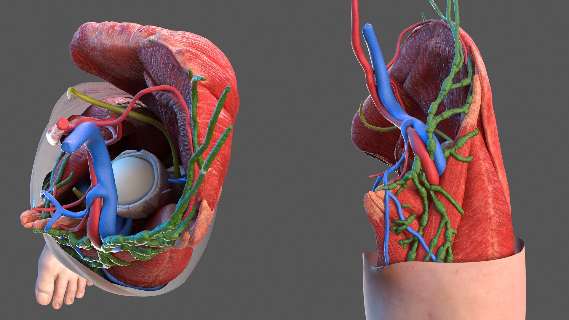 male leg anatomy skin human 3D model https://p.turbosquid.com/ts-thumb/xN/3QVNI7/JTQbSGOk/malelegfullanatomyandskinmb3dmodel021/jpg/1572432875/1920x1080/fit_q87/4289bd47ea72379523efed3105925522aa1bf0c5/malelegfullanatomyandskinmb3dmodel021.jpg