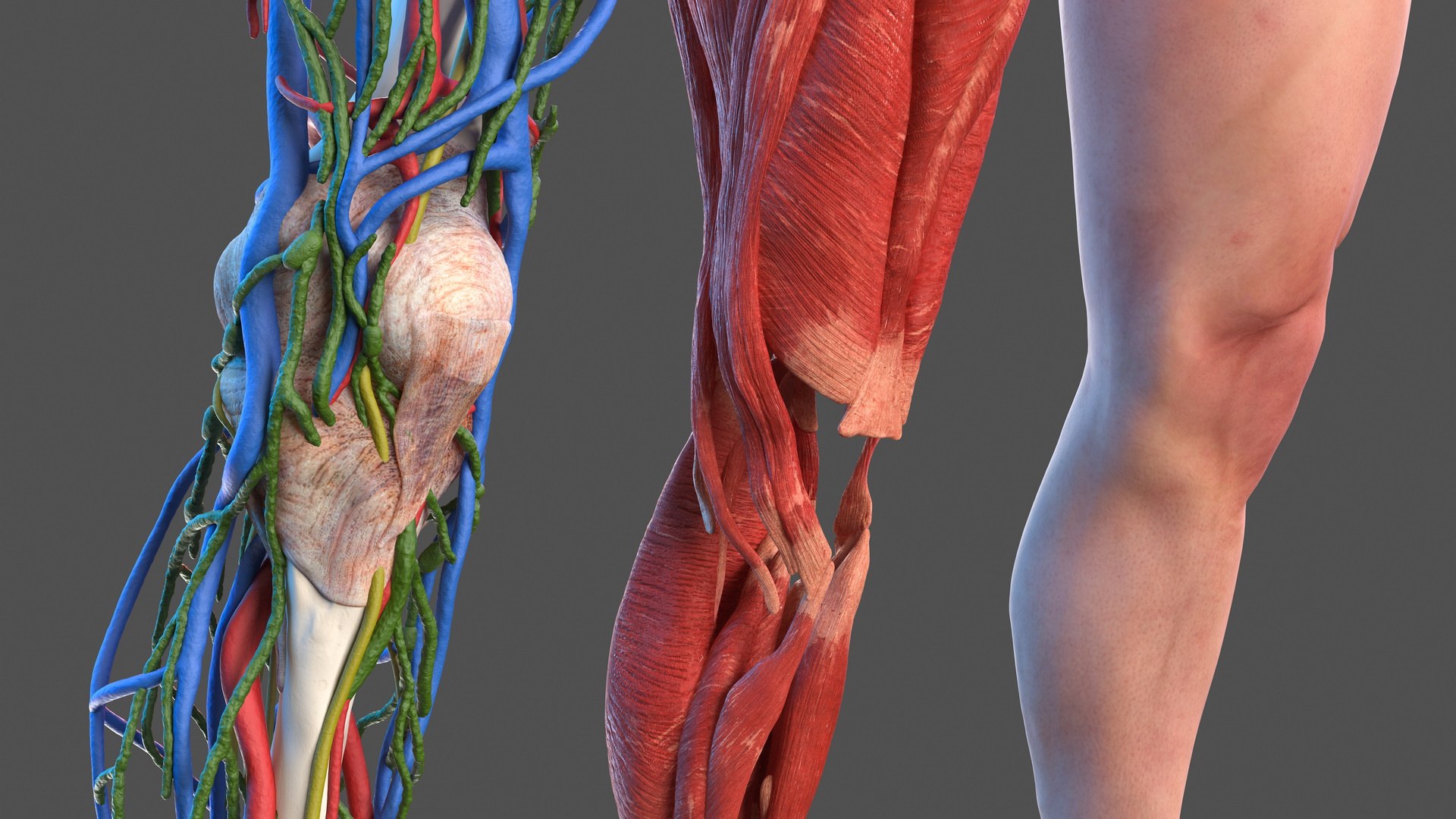 male leg anatomy skin human 3D model https://p.turbosquid.com/ts-thumb/xN/3QVNI7/JmXzORGK/malelegfullanatomyandskinmb3dmodel010/jpg/1572432826/1920x1080/fit_q87/598d3c1b5d372ae50d1e7bc5982562d206c73889/malelegfullanatomyandskinmb3dmodel010.jpg
