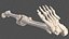 Anatomie und Haut des männlichen Beins