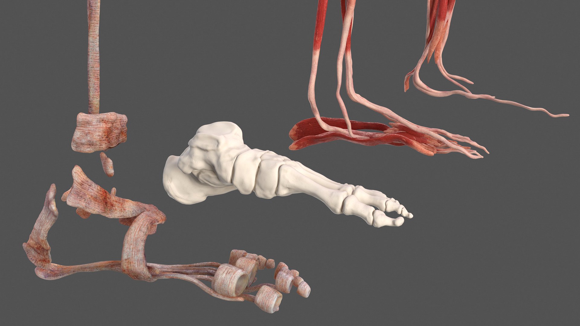 male leg anatomy skin human 3D model https://p.turbosquid.com/ts-thumb/xN/3QVNI7/MjgldEwJ/malelegfullanatomyandskinmb3dmodel013/jpg/1572432839/1920x1080/fit_q87/cf86bdca40023f64cfa3f3714192dab510491673/malelegfullanatomyandskinmb3dmodel013.jpg