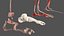 Anatomie und Haut des männlichen Beins