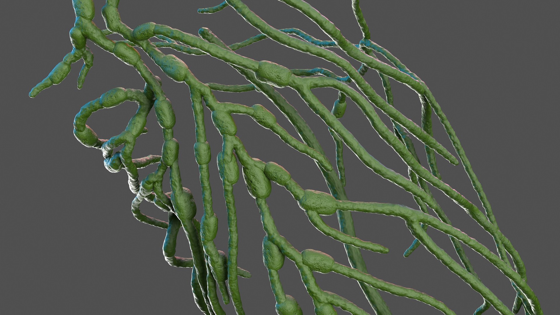 male leg anatomy skin human 3D model https://p.turbosquid.com/ts-thumb/xN/3QVNI7/PLjR231b/malelegfullanatomyandskinmb3dmodel031/jpg/1572432920/1920x1080/fit_q87/8f1ed1e12934cc2fda1cb5ab8d507e0d7fe5a8e9/malelegfullanatomyandskinmb3dmodel031.jpg