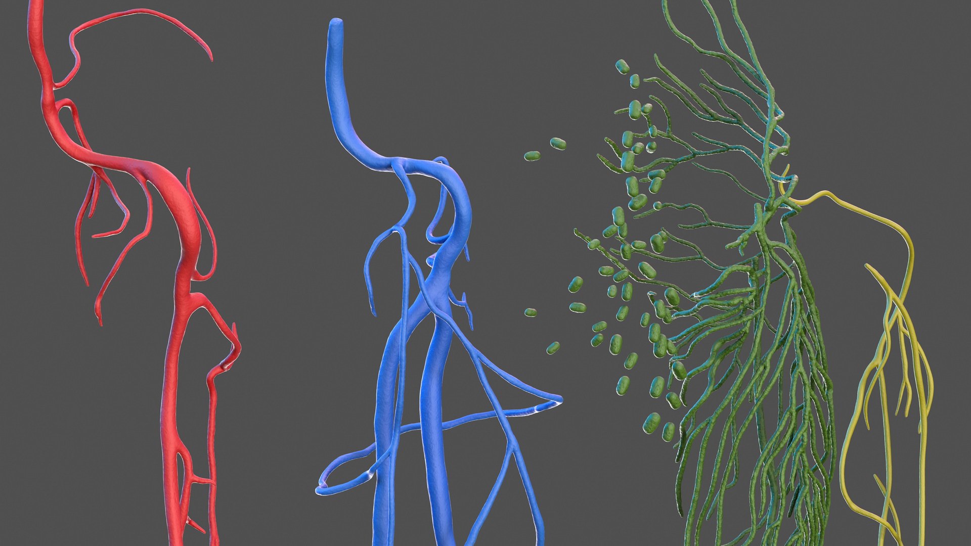 male leg anatomy skin human 3D model https://p.turbosquid.com/ts-thumb/xN/3QVNI7/QKfl5GrL/malelegfullanatomyandskinmb3dmodel015/jpg/1572432849/1920x1080/fit_q87/fc960cb5ad7b83d84b1ca0cc60e6df4d1093e6d5/malelegfullanatomyandskinmb3dmodel015.jpg