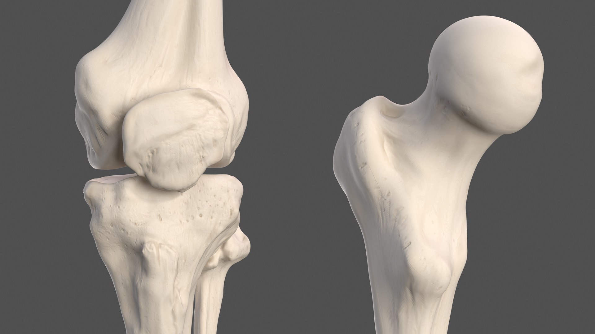 male leg anatomy skin human 3D model https://p.turbosquid.com/ts-thumb/xN/3QVNI7/WS5UO68L/malelegfullanatomyandskinmb3dmodel027/jpg/1572432901/1920x1080/fit_q87/4cbdb746e08ae65f77284cfd497e4610b0f78e5d/malelegfullanatomyandskinmb3dmodel027.jpg