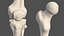 Anatomie und Haut des männlichen Beins