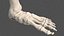 Anatomie und Haut des männlichen Beins
