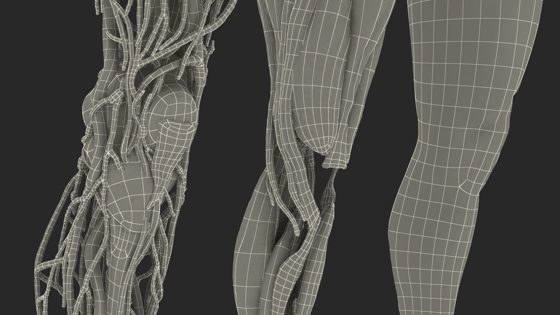 male leg anatomy skin human 3D model https://p.turbosquid.com/ts-thumb/xN/3QVNI7/X511g10w/malelegfullanatomyandskinmb3dmodel043/jpg/1572432977/1920x1080/fit_q87/2f8ec3887ebec6f24bca692ff08616d9fecbf9b9/malelegfullanatomyandskinmb3dmodel043.jpg
