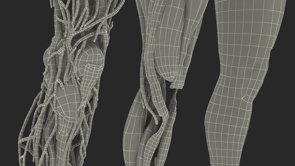 Male leg anatomy skin human 3D model - TurboSquid 1466043