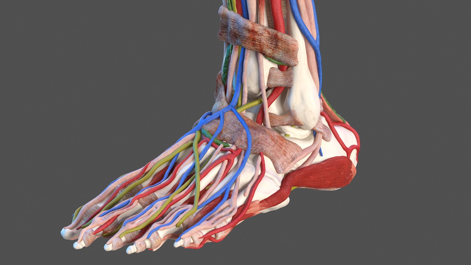 male leg anatomy skin human 3D model https://p.turbosquid.com/ts-thumb/xN/3QVNI7/XnwiH55v/malelegfullanatomyandskinmb3dmodel022/jpg/1572432880/1920x1080/fit_q87/8f8ab2d5f03e6e2d0d0ab236db45f718e77d2c48/malelegfullanatomyandskinmb3dmodel022.jpg
