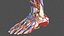 Anatomie und Haut des männlichen Beins
