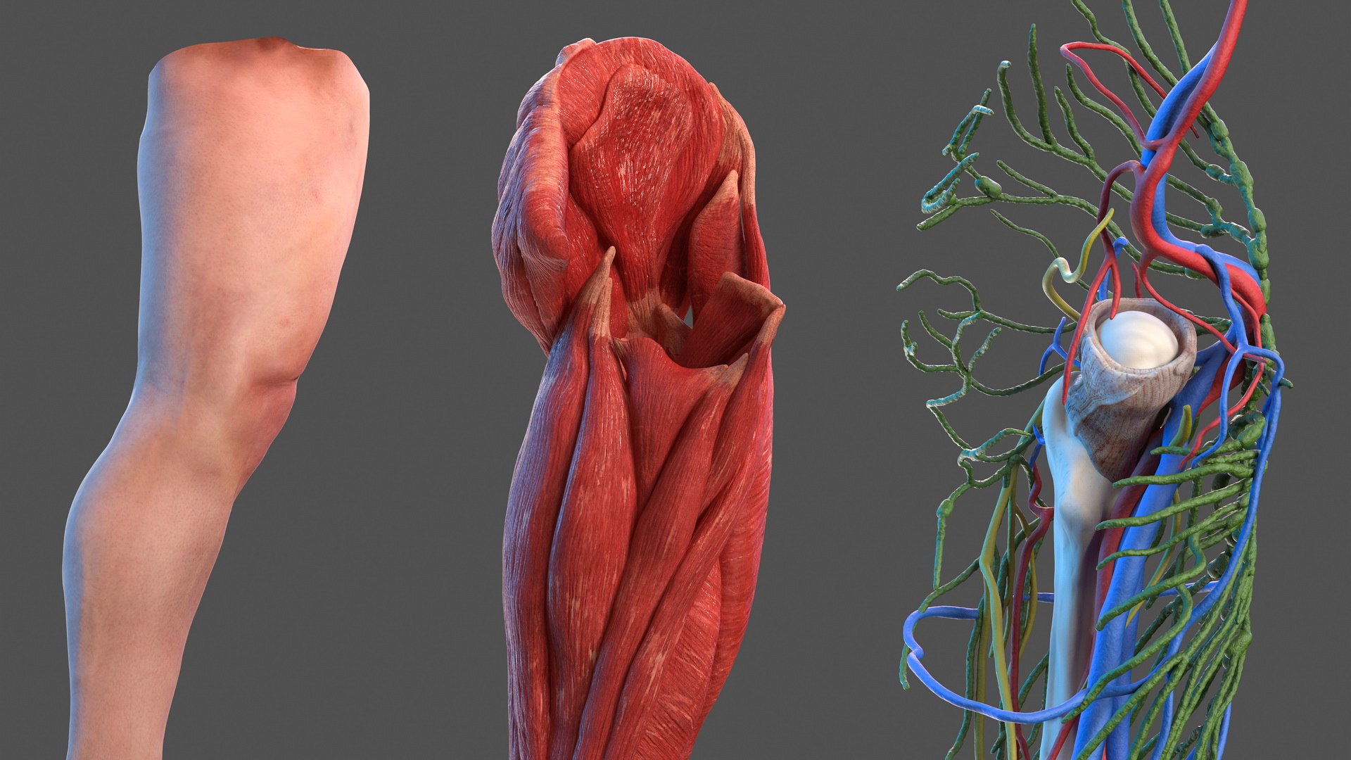male leg anatomy skin human 3D model https://p.turbosquid.com/ts-thumb/xN/3QVNI7/ZXk0ZCRt/malelegfullanatomyandskinmb3dmodel011/jpg/1572432830/1920x1080/fit_q87/12d28c1dd0af3189cc85f20077d54eaf9710b908/malelegfullanatomyandskinmb3dmodel011.jpg