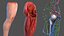 Anatomie und Haut des männlichen Beins