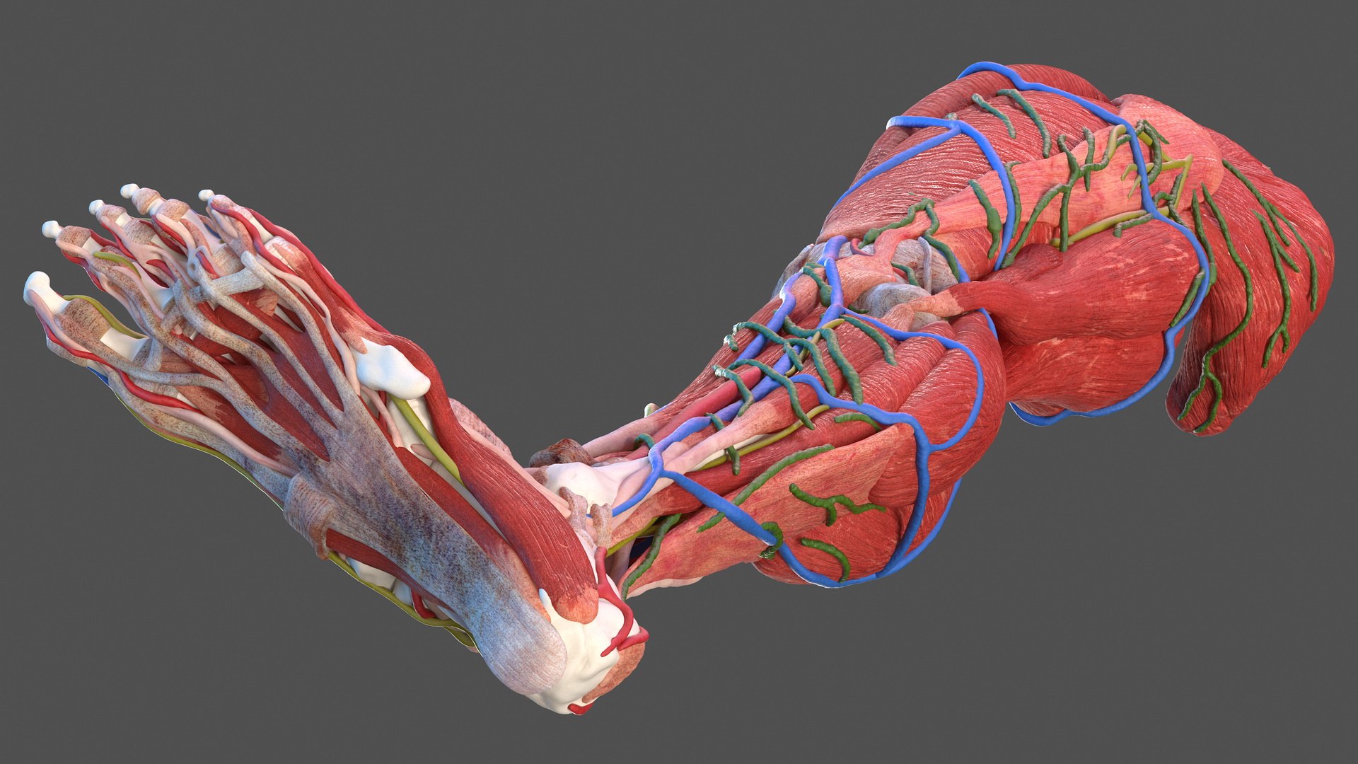 Male leg anatomy skin human 3D model - TurboSquid 1466043