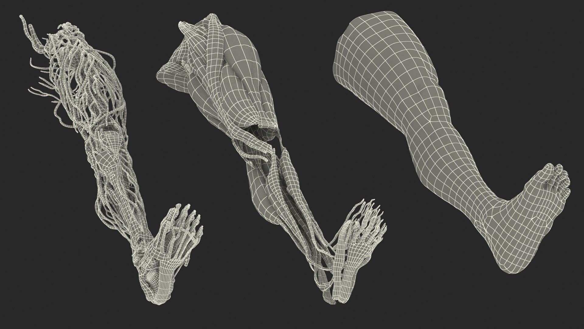 male leg anatomy skin human 3D model https://p.turbosquid.com/ts-thumb/xN/3QVNI7/c5eX3g6C/malelegfullanatomyandskinmb3dmodel042/jpg/1572432972/1920x1080/fit_q87/0294900872c26fed7f02b0c3af56e6de38a9678a/malelegfullanatomyandskinmb3dmodel042.jpg