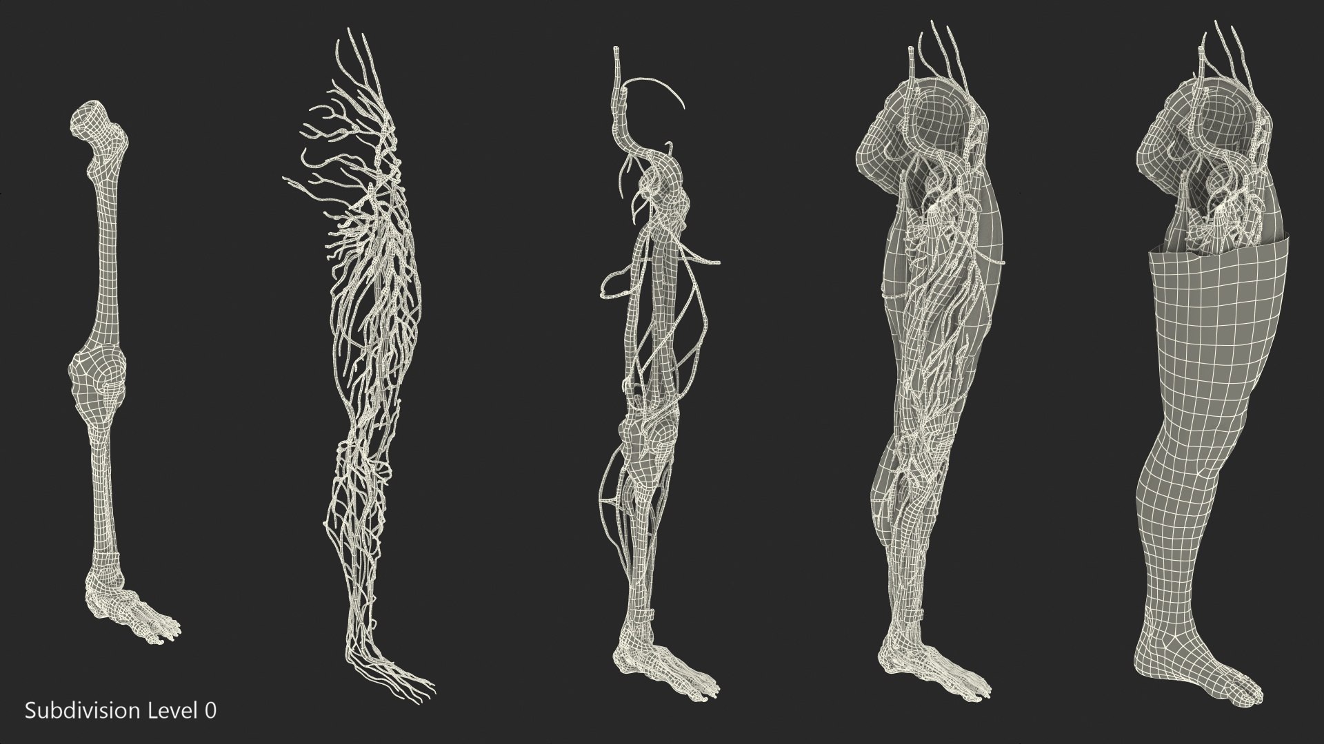male leg anatomy skin human 3D model https://p.turbosquid.com/ts-thumb/xN/3QVNI7/e7CyCoLs/malelegfullanatomyandskinmb3dmodel033/jpg/1572432928/1920x1080/fit_q87/fe788bec823b310bf9f9e31c372b344bcb989205/malelegfullanatomyandskinmb3dmodel033.jpg