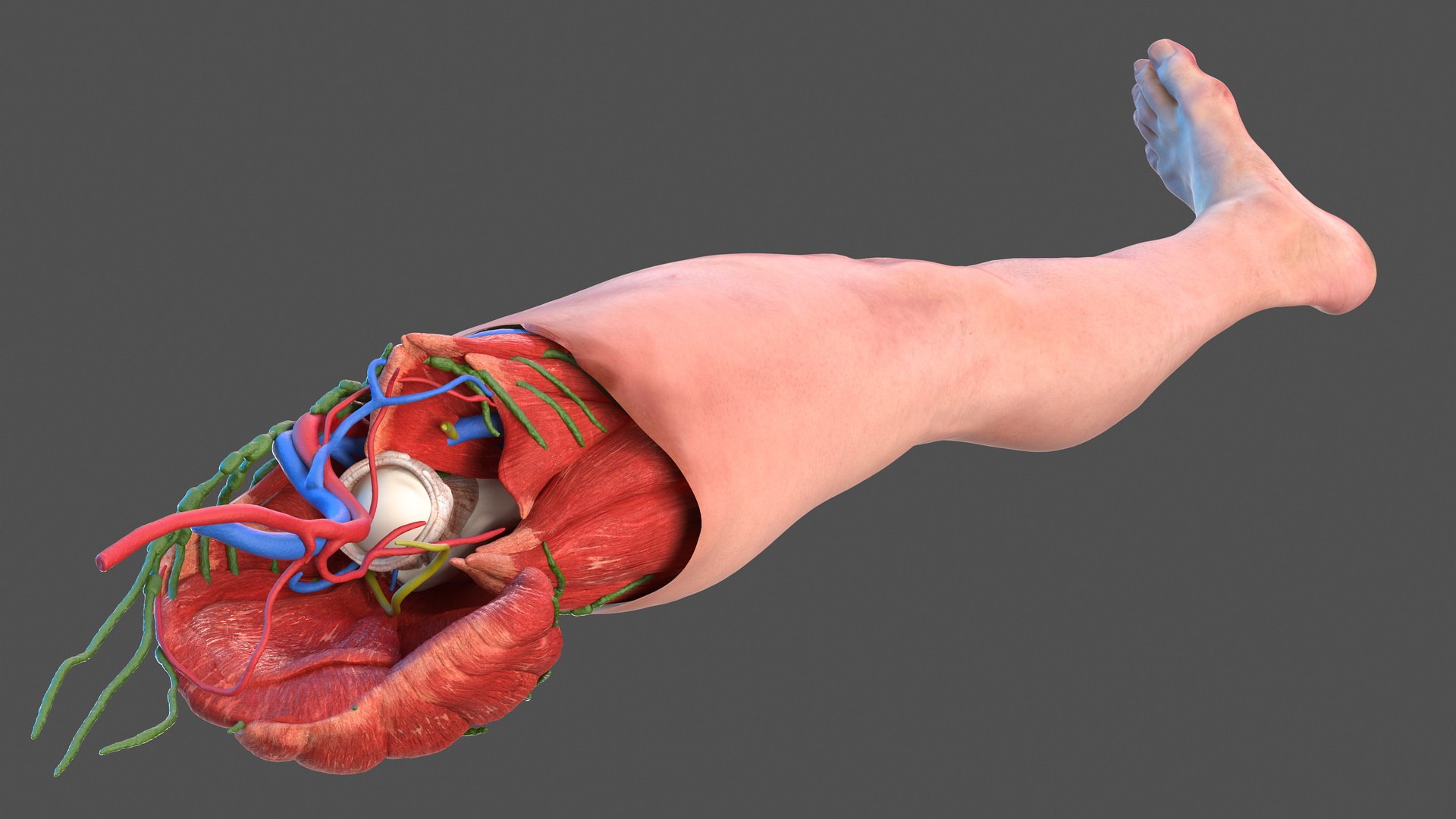 male leg anatomy skin human 3D model https://p.turbosquid.com/ts-thumb/xN/3QVNI7/kUWp4CLl/malelegfullanatomyandskinmb3dmodel017/jpg/1572432858/1920x1080/fit_q87/29091e11de7255da35ff17d6c272a3058cb10275/malelegfullanatomyandskinmb3dmodel017.jpg