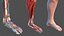 Anatomie und Haut des männlichen Beins