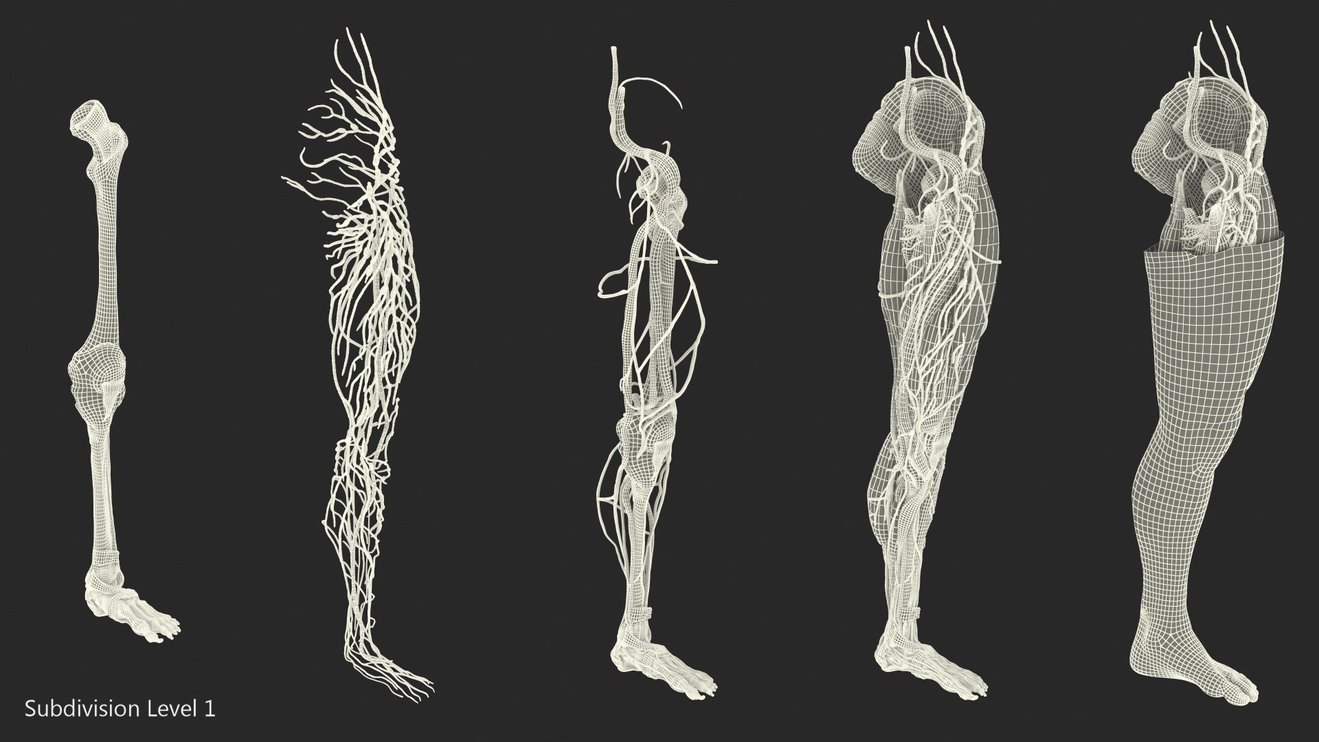 male leg anatomy skin human 3D model https://p.turbosquid.com/ts-thumb/xN/3QVNI7/ogH84sOl/malelegfullanatomyandskinmb3dmodel034/jpg/1572432932/1920x1080/fit_q87/c0d699e079785ddf81598eab080c45c00d094fd6/malelegfullanatomyandskinmb3dmodel034.jpg