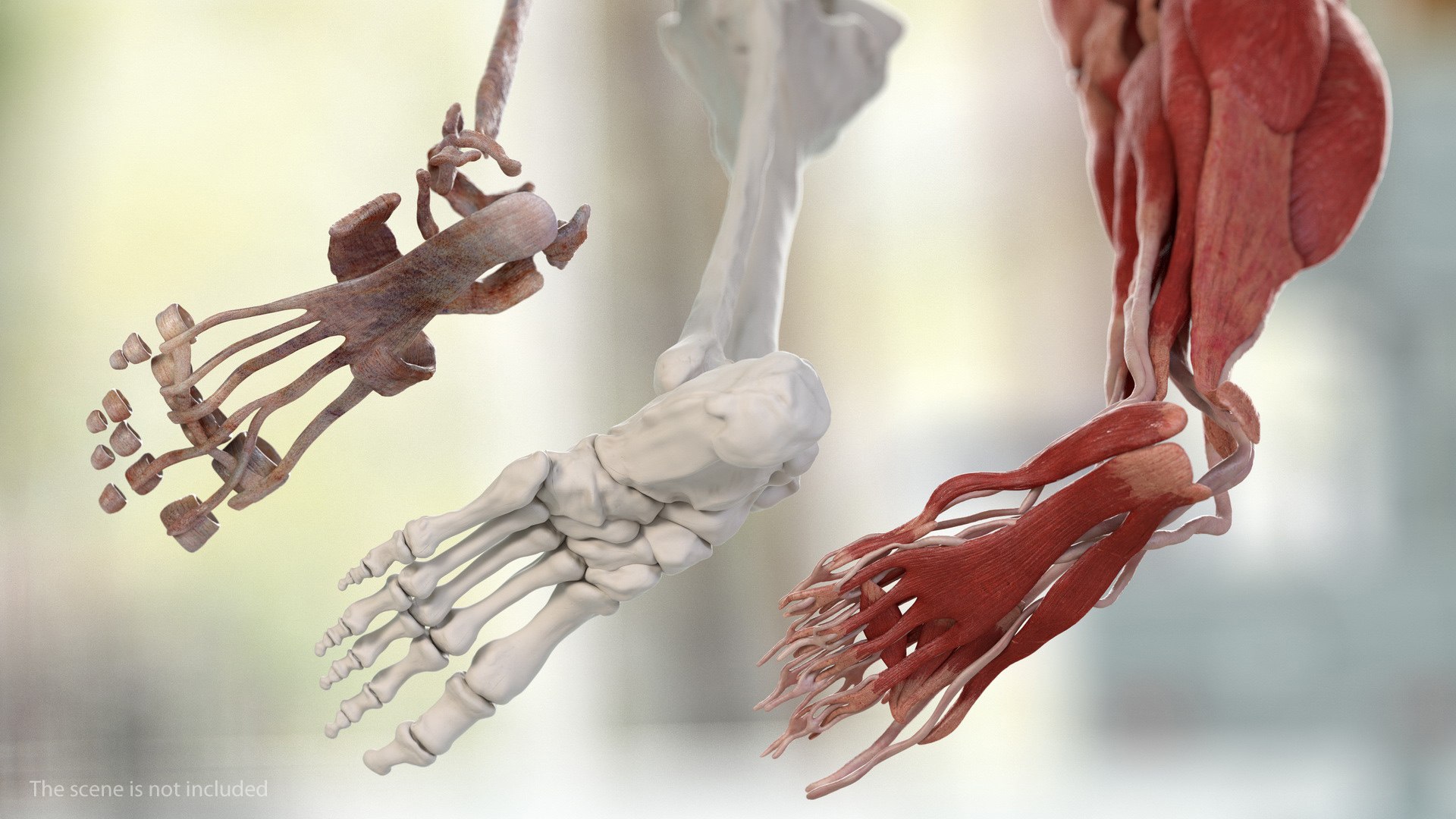male leg anatomy skin human 3D model https://p.turbosquid.com/ts-thumb/xN/3QVNI7/vcfAfNPu/malelegfullanatomyandskinmb3dmodel004/jpg/1572432798/1920x1080/fit_q87/45f4f3b6b7646c4fd6b973897f0a9a852e0058f8/malelegfullanatomyandskinmb3dmodel004.jpg