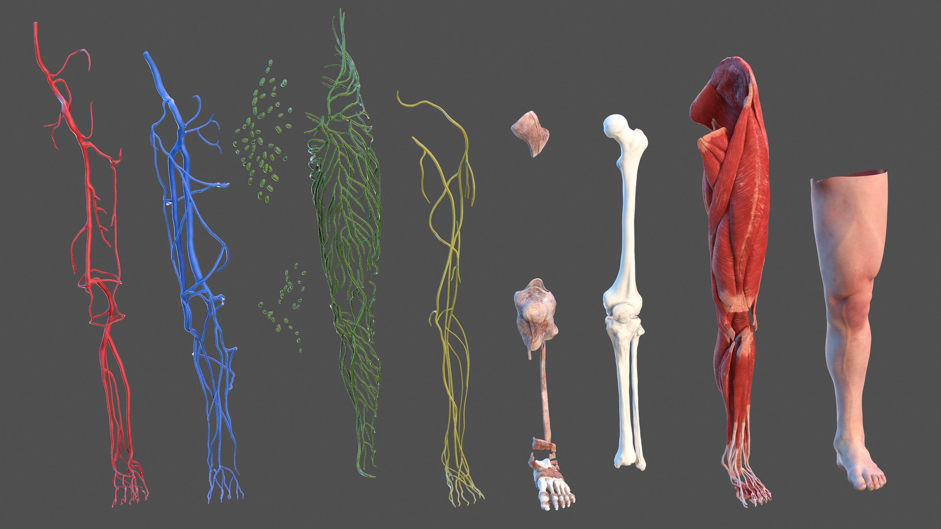 Male leg anatomy skin human 3D model - TurboSquid 1466043