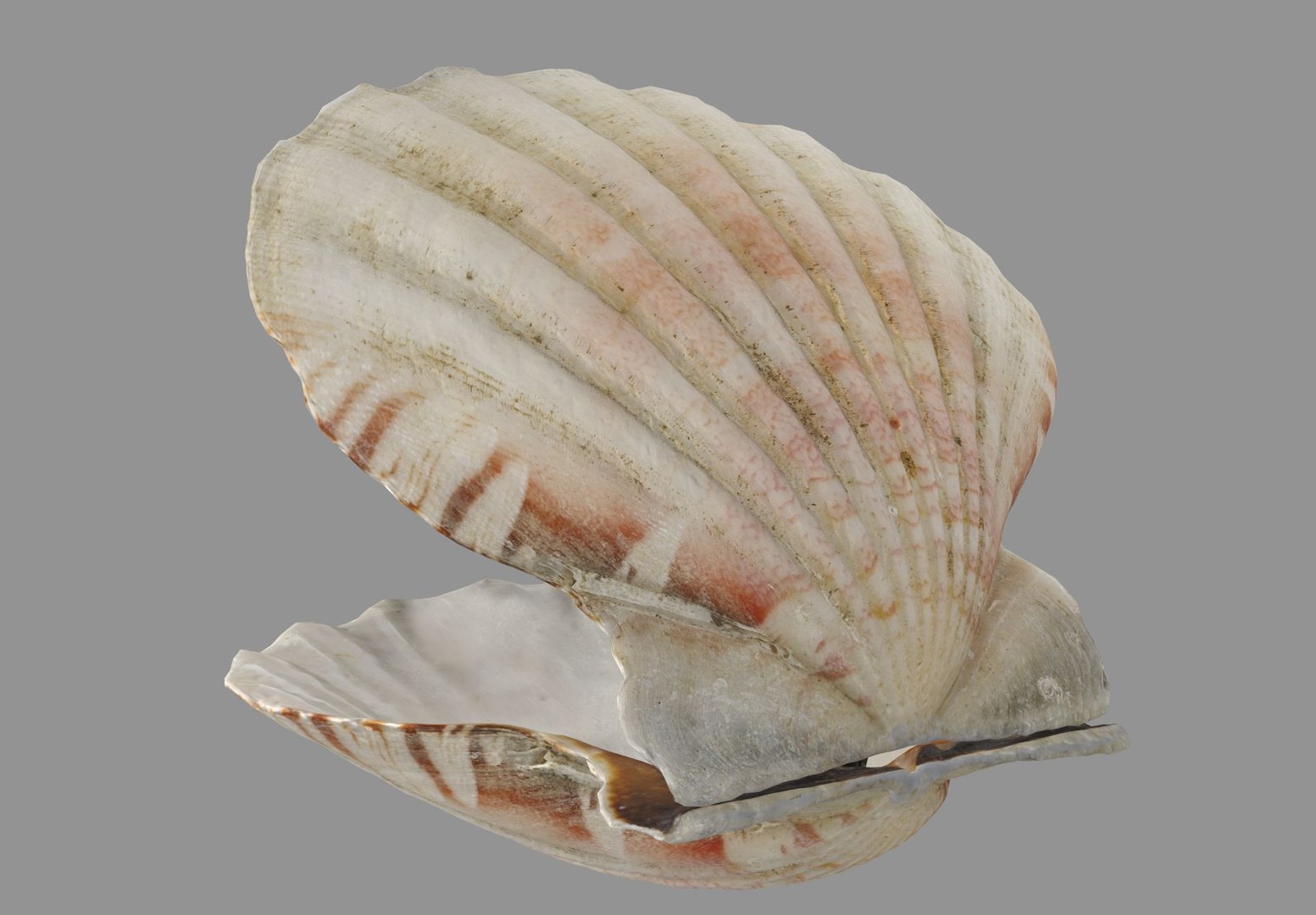 3D Model Sea Shell - TurboSquid 1960043