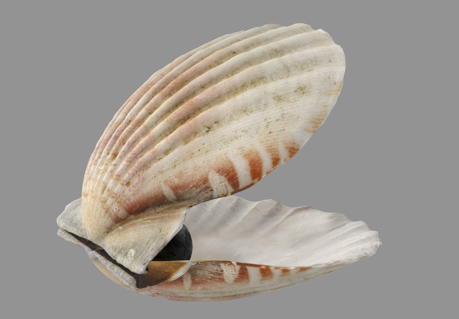 3D Model Sea Shell - TurboSquid 1960043