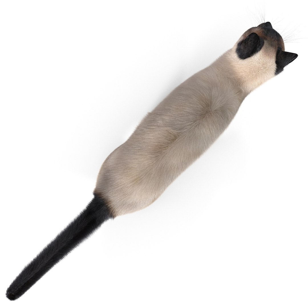 3d model of siamese cat pose 4 https://p.turbosquid.com/ts-thumb/xN/A1mu0B/1PupKMiC/siamesecatpose4fur_12/jpg/1389210650/1920x1080/fit_q87/81504d285df2d0005df763d4bf7e276dd6403b40/siamesecatpose4fur_12.jpg