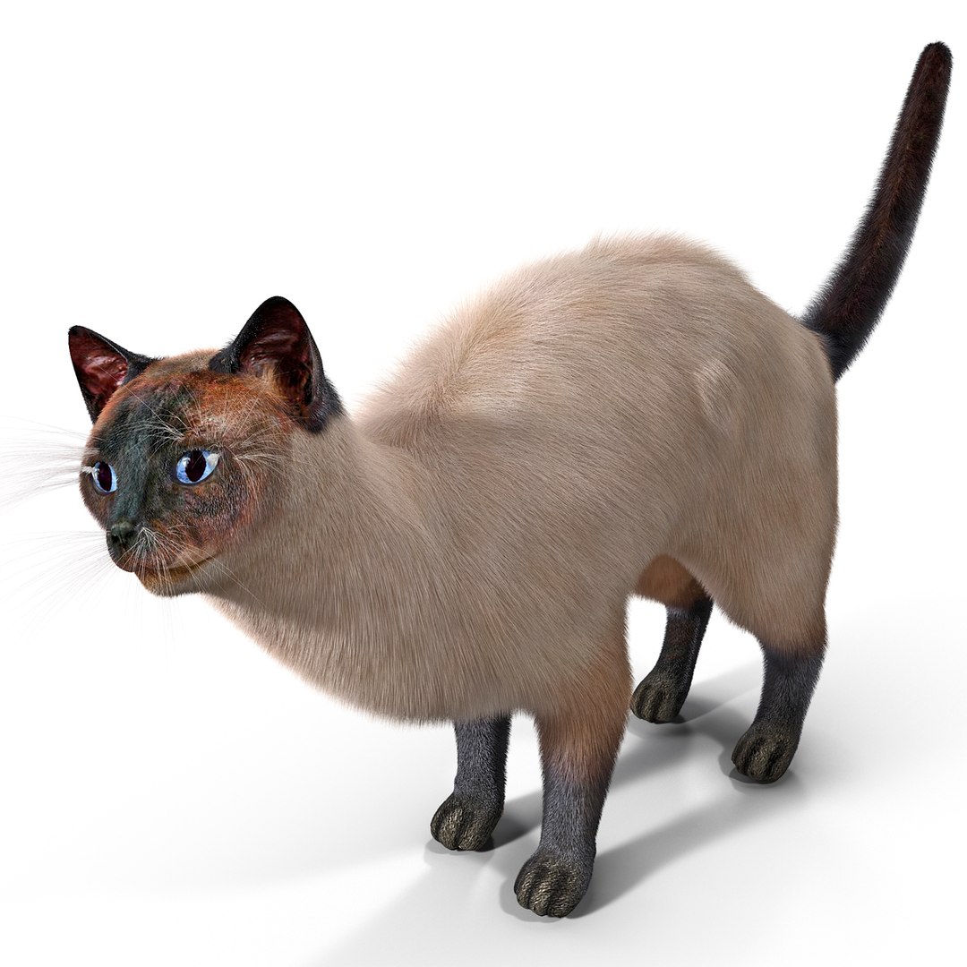 3d model of siamese cat pose 4 https://p.turbosquid.com/ts-thumb/xN/A1mu0B/5xq6f5Qp/siamesecatpose4fur_8/jpg/1389210643/1920x1080/fit_q87/d1cbd1f1061ac6e6ba27846d695eca24c2abcee2/siamesecatpose4fur_8.jpg