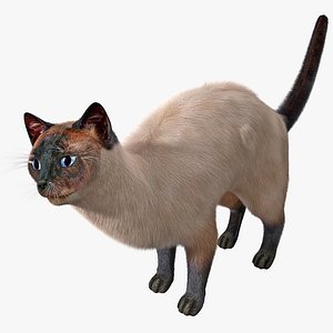 3d model of siamese cat pose 4