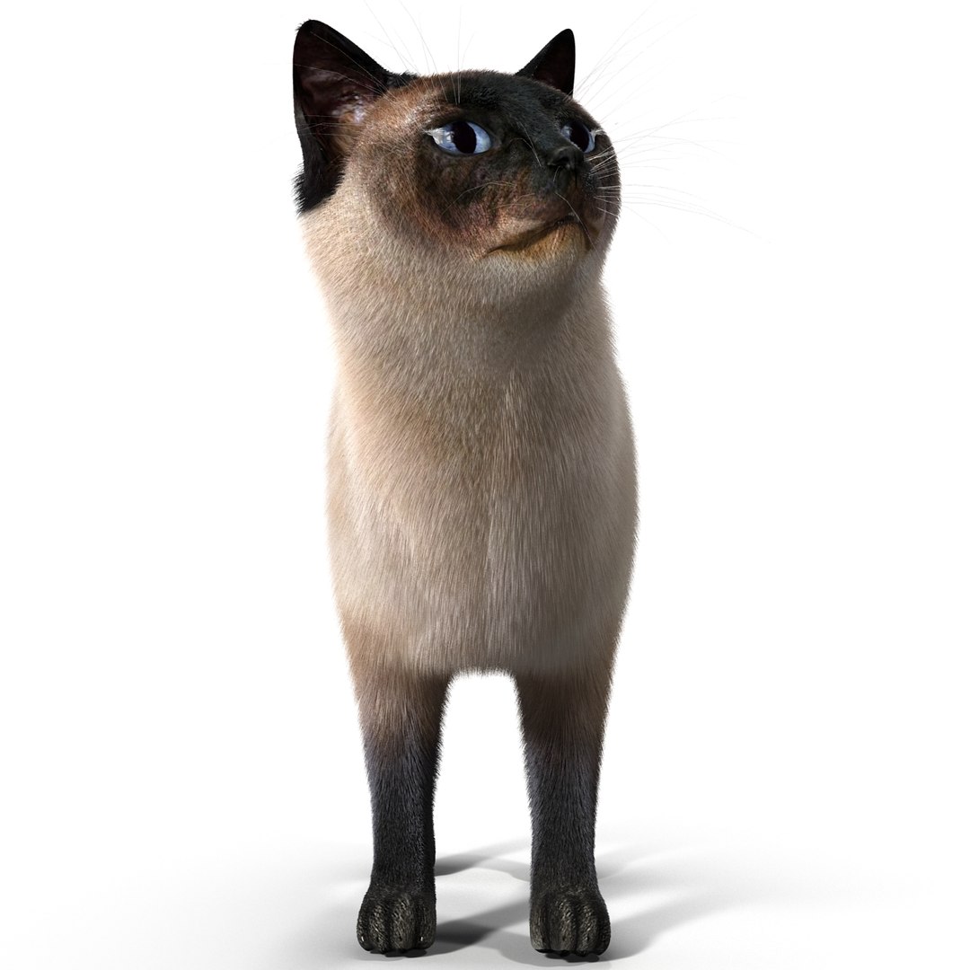 3d model of siamese cat pose 4 https://p.turbosquid.com/ts-thumb/xN/A1mu0B/pcrCEDS0/siamesecatpose4fur_9/jpg/1389210641/1920x1080/fit_q87/efc1fb89545448ee6a9070930237fbec3b04f436/siamesecatpose4fur_9.jpg