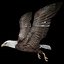Rigged bald eagle and golden eagle 3D model